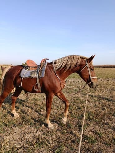 ит рабочий: Продаю | Жеребец | Рабочий | Осеменитель — 3