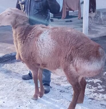 кошки сокулук: Сатам | Ургаачы кой (ургаачы) | Көбөйтүү үчүн | Асыл тукумдуу — 1