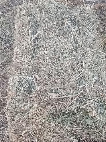 ящики для цыплят: Сено в тюках. - Урожай с лугового участка, заготовка в прямоугольные — 5