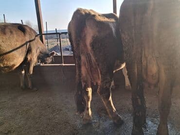 отдам в добрые руки собаку: Продаю | Корова (самка), Бык (самец) | Швицкая — 6