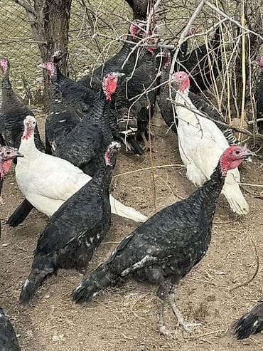 голуби птицы животный: Продаю | Индюшата | Для разведения | Племенные — 10