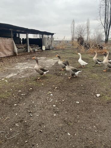 Продаю гусей