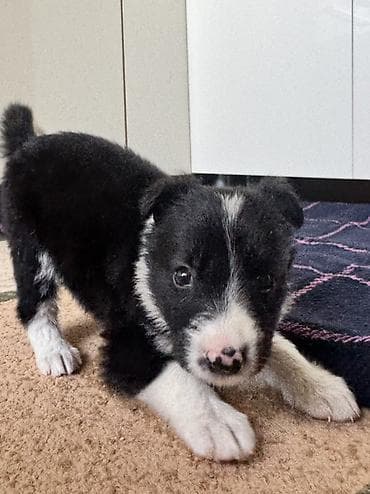 собака щенки: Колли, 1 месяц, Самка — 6