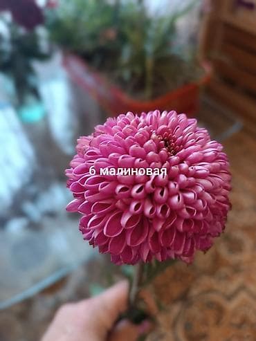 плетистые розы: Саженцы цветка: Хризантемы, Самовывоз — 3