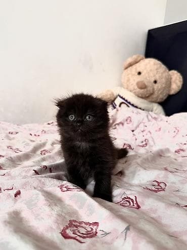 цена шотландской вислоухой кошки: Скотиш Фолд (Шотландская вислоухая), 2 месяца, Мальчик, Черный, Метис, Приучена к лотку, Проглистована — 8