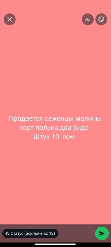 Саженцы малины, сорт «Полька».2 вида Ремонтантный десертный сорт