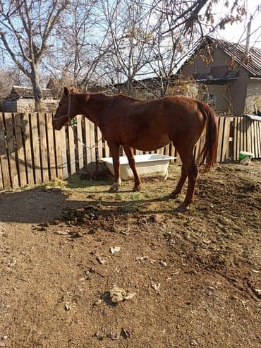отдам породистую собаку в хорошие руки: Продаю | Кобыла (самка) | Рабочий | Племенные — 1