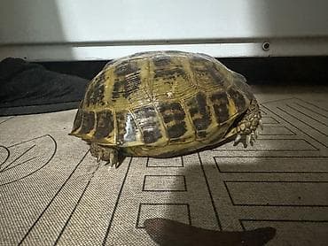 пес 23: Среднеазиатская сухопутная черепаха (Testudo horsfieldii). - Вид — 3