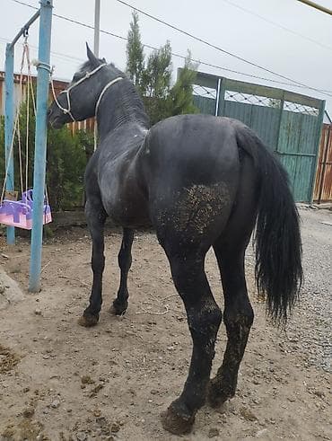 борзые собаки: Продаю | Конь (самец) | На забой | Племенные — 4