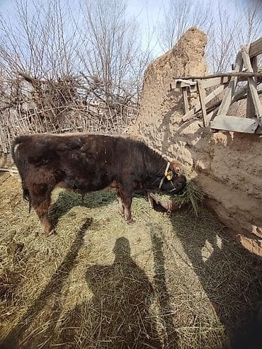 Лошади, кони: Продаю | Бык (самец) | Привязанные — 3