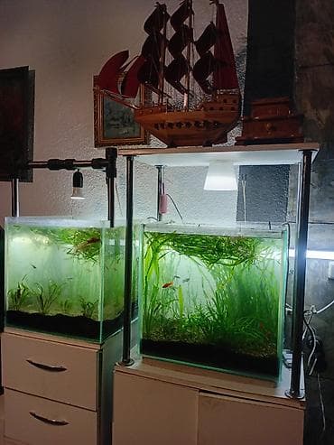 Кошки: Продаю Гуппи, валиснерия и карликовый сагитерия 30 сом, район — 4