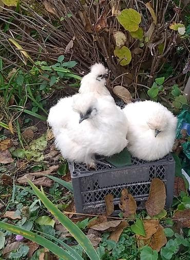 Продам китайский шелк кур петух