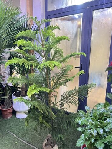 Араукария 
Высота 180см