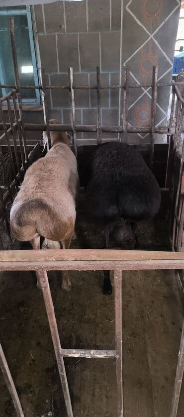 коровы молочной породы купить: Продаю | Баран (самец) | Арашан | Для разведения | Племенные — 14