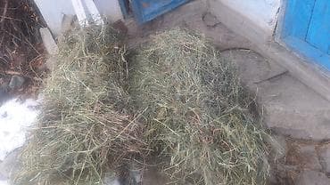 сыр козий: Сено для кормления животных - Натуральное луговое сено, смешанные — 2