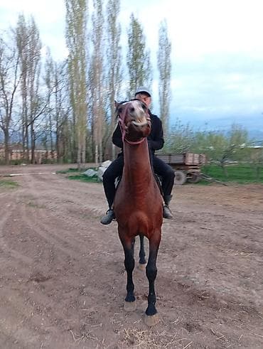 хомяк с клеткой: Продаю | Жеребец | Рабочий — 4