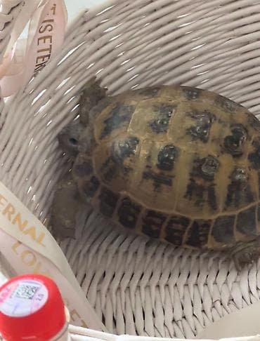 пес 23: Среднеазиатская сухопутная черепаха (Testudo horsfieldii). - Вид — 4