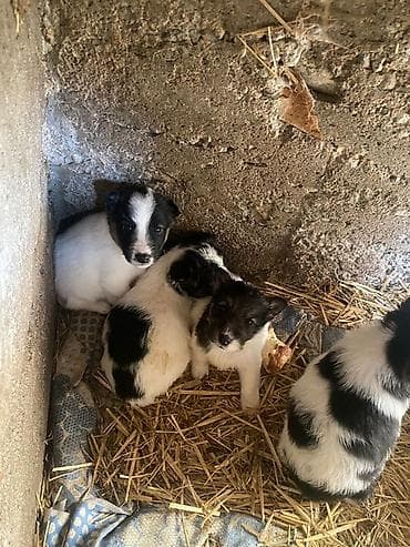 Продается щенки породы фокстерьер 1.5 месяца at lalafo.kg Продается щенки породы фокстерьер 1.5 месяца