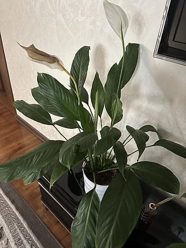светы: Спатифиллум (Spathiphyllum) в горшке - Комнатное цветущее растение с — 4