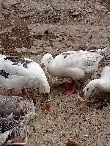 стрижка животных: Продаю Гусаков молодые по семь месецев — 1