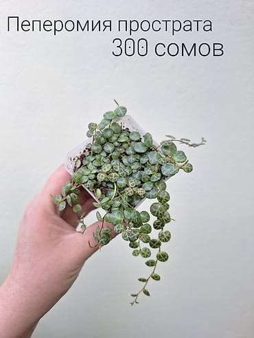 комнатные растения в бишкеке купить цена оптом и в розницу: • Комнатные растения (детки/молодые растения/взрослые экземпляры) — 6