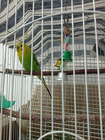 кел кел: Волнистый попугай 3 года. В комплекте с просторной клеткой и — 3