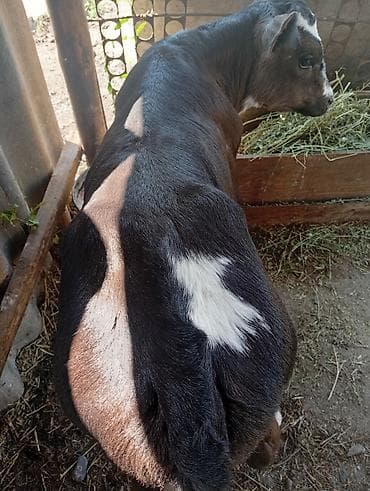 кукуруза красная речка: Продаю | Бык (самец) | На откорм — 6