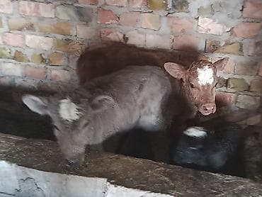 коровы с телятами: Продаю | Музоо, торпок | Полукровка | На откорм | Привязанные — 2