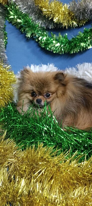 щенок шпица купить: Шпиц, 2 месяца, Самец — 10