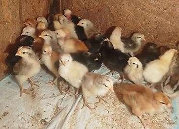 бройлерные курицы: Продаю | Цыплята | Домашняя | Для разведения — 2