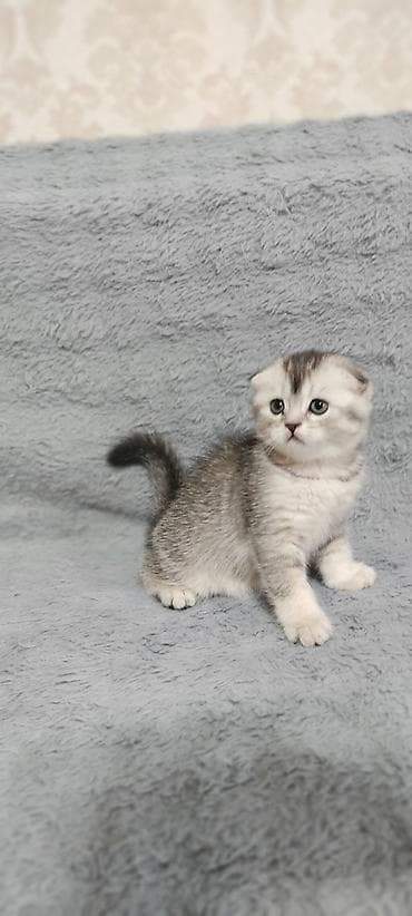 Продаются чистокровные котятята. Шотландской народы. 3 котёнка( 1 — 2