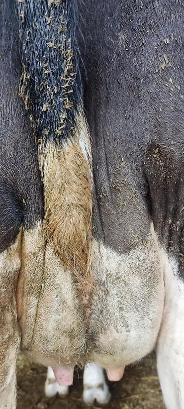 алабай щенка: Продаю | Корова (самка) | Для молока — 1