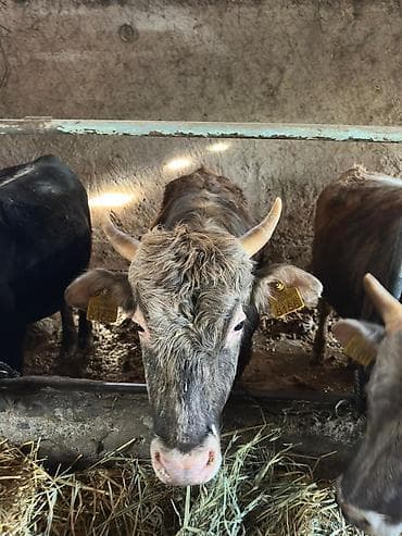 тяжеловоз купить: Продаю | Бык (самец) | На откорм | Привязанные — 10