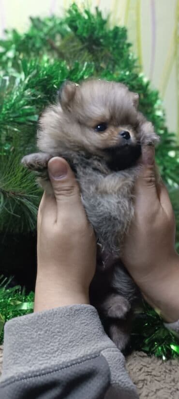 собака город ош: Шпиц, 1 месяц, Самец — 10