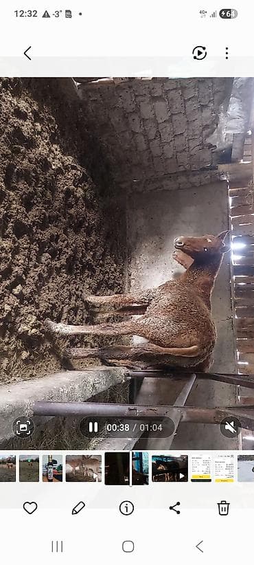 сатам алмашам: Сатам | Тай | Дончак | Көбөйтүү үчүн | Асыл тукумдуу — 7