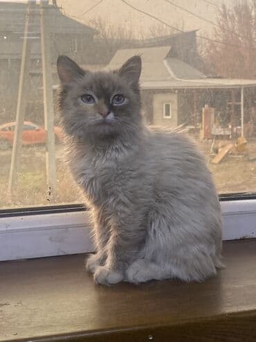 сколько стоит жеребенок купить: Котёнок с необычной окраской поинт (дымчато-серый с тёмной маской) — 1