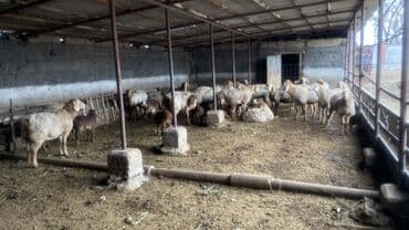 овце матки: Продаю | Ягненок, Овца (самка) | Арашан — 4