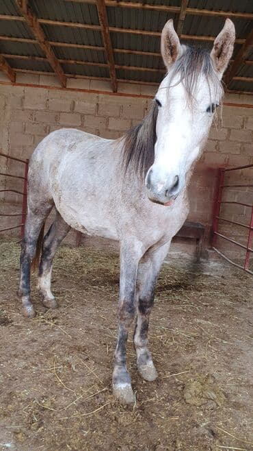 весы для животных: Продаю | Кобыла (самка) | Полукровка — 2