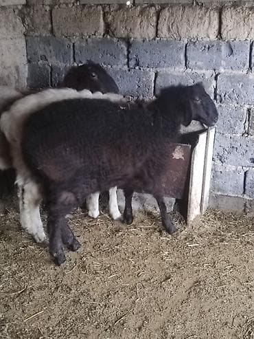лекарство для животных: Продаю | Ягненок | Полукровка | На забой — 2