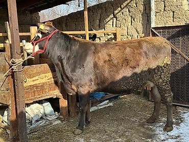 карова парода: Продаю | Корова (самка) | Для молока | Стельные — 2