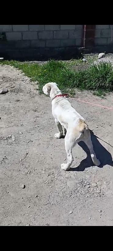 собака девочка: Алабай, 3 месяца, Самка, С прививкой, С родословной — 3