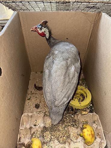 Продаю цезарок