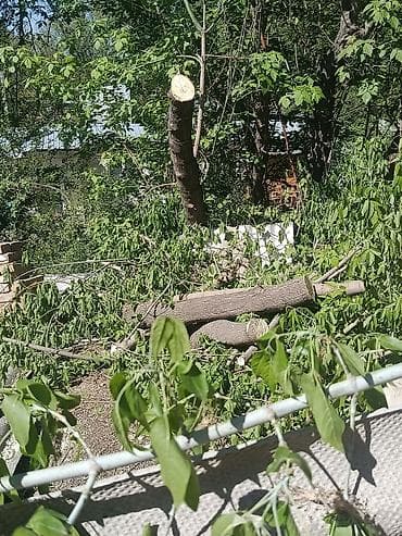 куплю дров: Дрова — 1