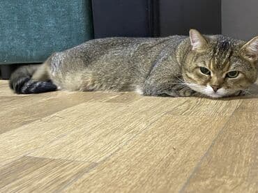 русский спаниель купить: Вязка: Скотиш Страйт (Шотландская прямоухая), Мальчик, 2 года, Золотая шиншилла — 5