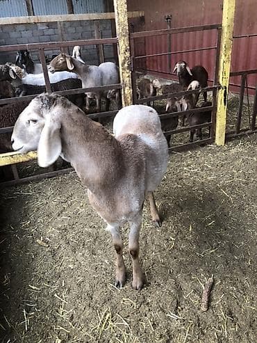 гуси линда: Продаю | Баран (самец) | Арашан | Для разведения — 3