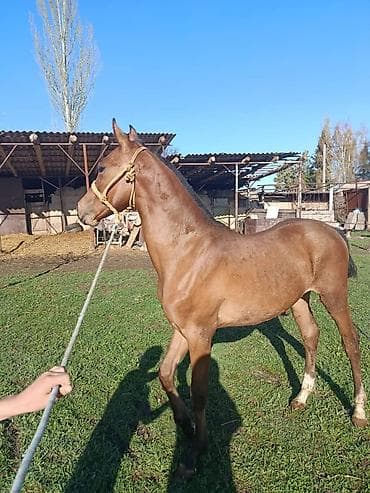 Продам с/х животных: Продаю | Жеребенок | Конный спорт | Мерин — 1