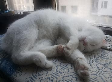 ловит мышей: Кошка даром: Беспородная, Девочка, Приучена к лотку — 6