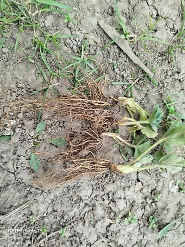 Рассада земляники садовой (клубники), выкопанная с открытой корневой