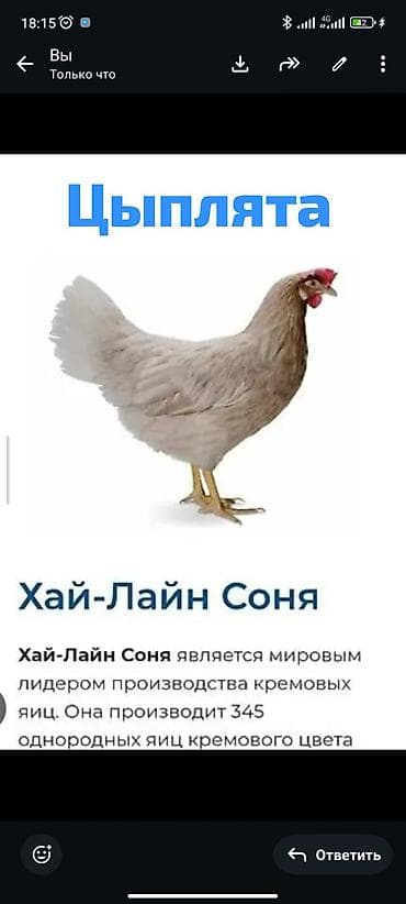 Продаю | Цыплята | Хай-Лайн Соня Грей | Несушки