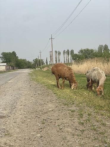 кой аштоо: Козу кочкорлор сатылат 10 баш оптом Адрес Сокулук баасы 22000мин — 5